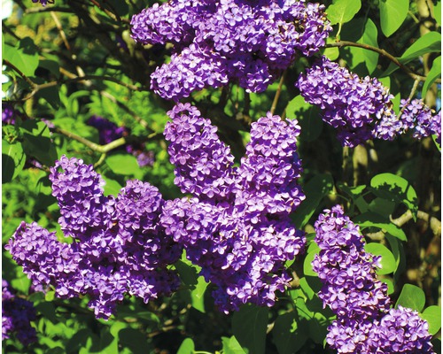 Edelflieder FloraSelf Syringa vulgaris 'Lavender Lady' H 40-60 cm Co 3 L, duftende Blüte Edelflieder FloraSelf Syringa vulgaris 'Lavender Lady' H 40-60 cm Co 3 L, duftende Blüte