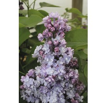 Edelflieder FloraSelf Syringa vulgaris 'Michel Buchner' H 40-60 cm Co 3 L, gefüllte, duftende Blüte
