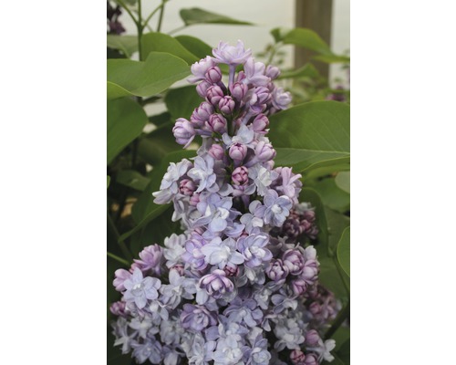 Edelflieder FloraSelf Syringa vulgaris 'Michel Buchner' H 40-60 cm Co 3 L, gefüllte, duftende Blüte Edelflieder FloraSelf Syringa vulgaris 'Michel Buchner' H 40-60 cm Co 3 L, gefüllte, duftende Blüte