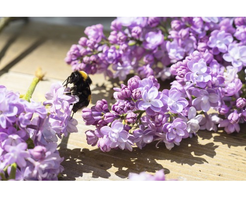 Lilas commun FloraSelf Syringa vulgaris Hybride 'Nadezhda' H 40-60 cm Co 3 l