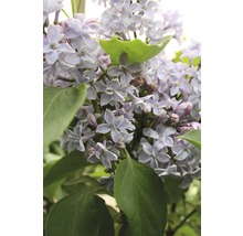 Gros plan sur un lilas en fleurs avec des feuilles vertes