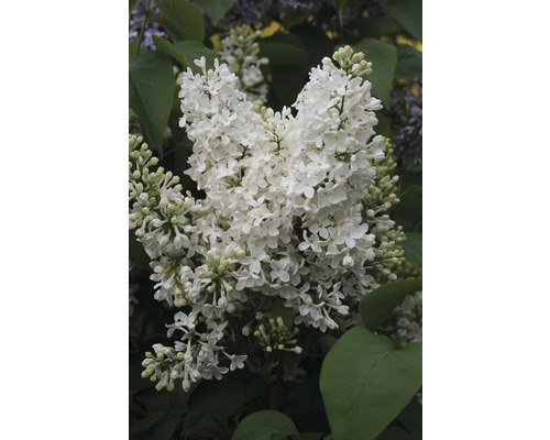 Lilas commun FloraSelf Syringa vulgaris 'Mme Florent Stepman' H 40-60 cm Co 3 l Gros plan sur une fleur de lilas blanche avec des feuilles vertes