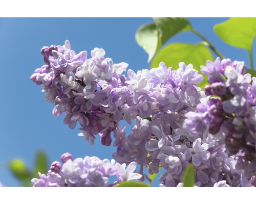 Edelflieder FloraSelf Syringa vulgaris 'Beauty of Moscow' H 40-60 cm Co 3 L Nahaufnahme von lila Fliederblüten vor blauem Himmel