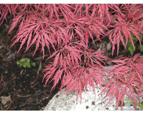 Érable du Japon pourpre FloraSelf Acer palmatum 'Garnet' petit tronc d'env. 90 cm Co 20 l