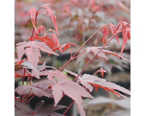 Roter Fächer-Ahorn FloraSelf Acer palmatum "Atropurpureum" H 80-100 cm Co 10 L Nahaufnahme eines japanischen Ahorns mit charakteristischen Blättern