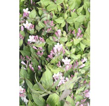 Blütenstrauch mit grünen Blättern und rosa Blüten