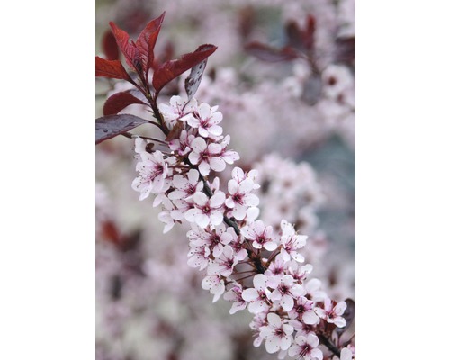 Prunus nain FloraSelf Prunus cistena demi-tige 40 cm h 60-100 cm Co 6 l