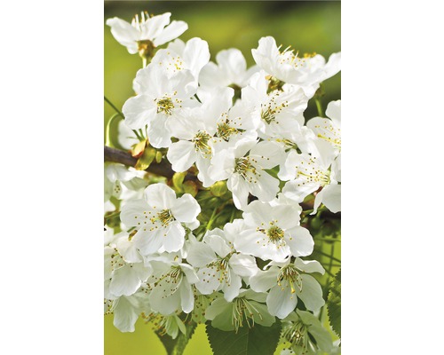 Cerisier du Japon FloraSelf Prunus incisa 'Kojou-no-mai' demi-tige 40 cm h 60-80 cm Co 6 l