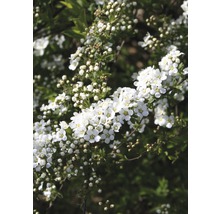 Spirée blanche FloraSelf Spiraea cinerea 'Grefsheim' H 80-100 cm Co 10 L