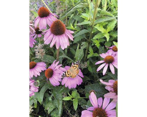 Gros plan de fleurs d''échinacée pourpre avec un papillon dans un jardin.