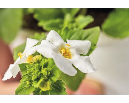 Nahaufnahme einer Zwillingsblume mit weißen Blütenblättern