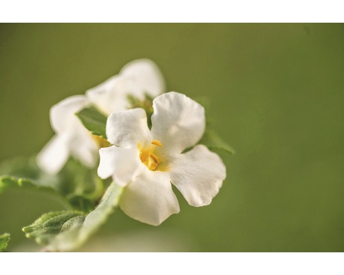 Nahaufnahme einer Nemesie-Blume