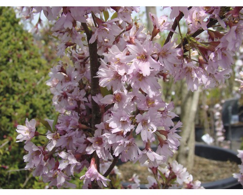 Nahaufnahme eines Zierkirschbaums mit rosa Blüten