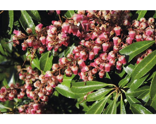 Andromède FloraSelf Pieris japonica 'Katsura'® H 40-50 cm Co 6 L