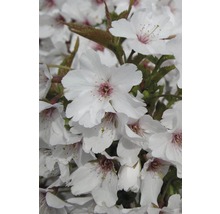 Prunus kurilensis FloraSelf Brillant, 100-125 cm