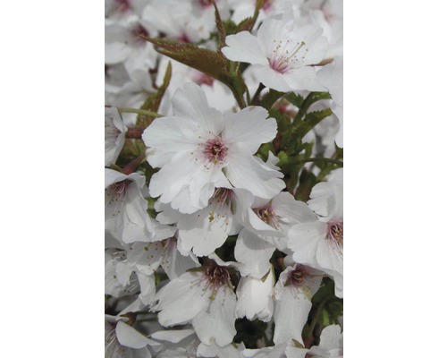 Gros plan de fleurs de cerisier