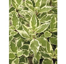 Hartriegel mit grün-weißen Blättern