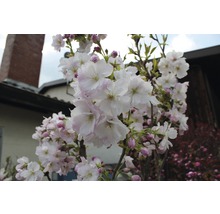 Nahaufnahme von blühenden Zierkirschbaumzweigen