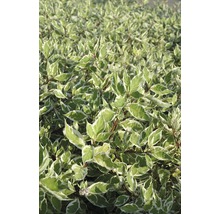 Hartriegel mit Blättern