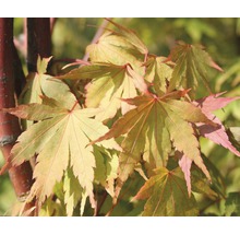 Gros plan sur un érable japonais avec des feuilles