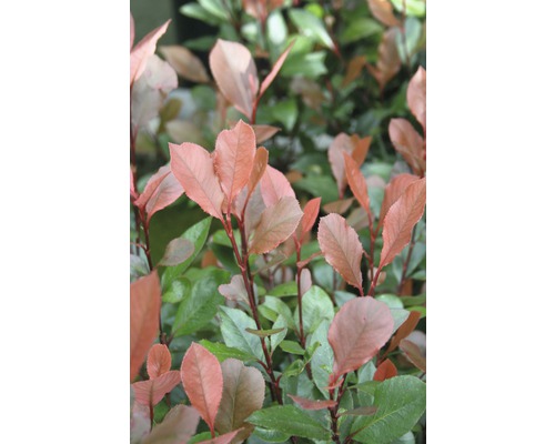 Photinie nain FloraSelf Photinia fraseri 'Little Red Robin'® H 50-60 cm Co 15 l