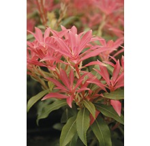 Schattenglöckchen FloraSelf Pieris japonica "Forest Flame" H 40-50 cm Co 6 L