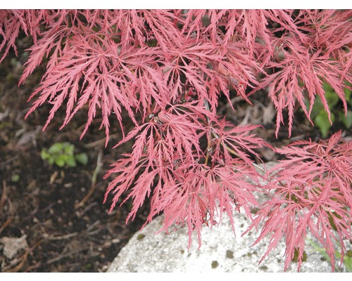 roter Schlitzahorn FloraSelf Acer palmatum 'Dissectum Garnet' H 80-100 cm Co 10 L Nahaufnahme eines Fächerahorns mit filigranen Blättern