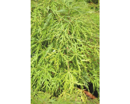 Érable du Japon vert FloraSelf Acer palmatum 'Dissectum Viridis' H 80-100 cm Co 10 L