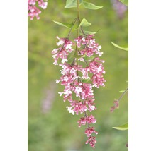Inflorescence avec fleurs roses et blanches