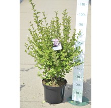 Lilas FloraSelf Syringa meyeri 'Tinkerbelle'® H 60-80 cm Co 10 L