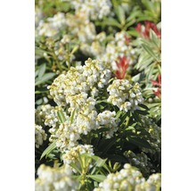 Gros plan sur les fleurs de Pieris japonica