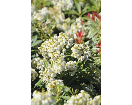 Gros plan sur les fleurs de Pieris japonica