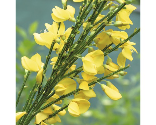 Genêt précoce FloraSelf Cytisus praecox 'Allgold' H 100-125 cm Co 15 L