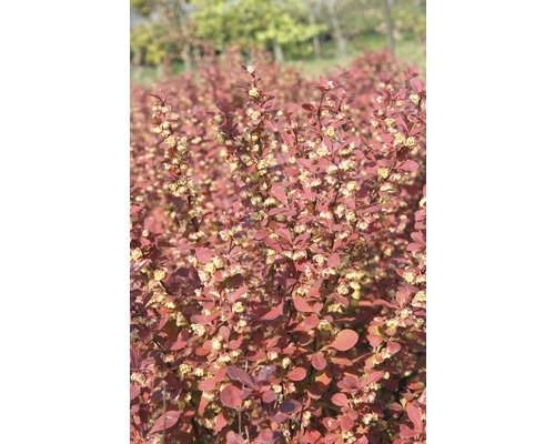 Berberitze FloraSelf Berberis thunbergii 'Orange Rocket'® H 50-60 cm Co 18 L Berberitze mit roten Blättern und Blüten