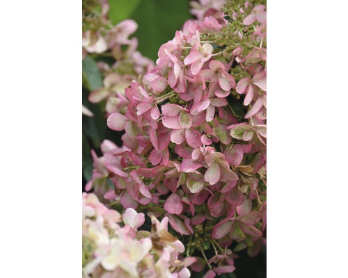 Rispen-Hortensie FloraSelf Hydrangea paniculata 'Wim´s Red'® H 100-125 cm Co 18 L