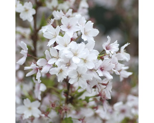 Cerisier du Japon nain FloraSelf Prunus kurilensis 'Brillant' h 125-150 cm Co 15 l