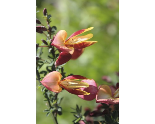Genêt précoce FloraSelf Cytisus praecox 'Zeelandia' H 100-125 cm Co 15 L