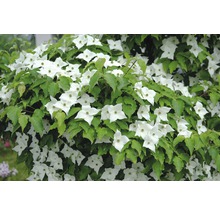 Cornus kousa FloraSelf Cornus kousa 'Milky Way' h 100-125 cm Co 18 l