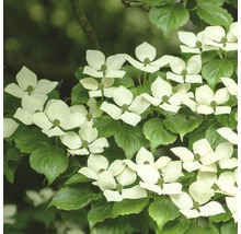 Détail d''un cornouiller à fleurs en pleine floraison