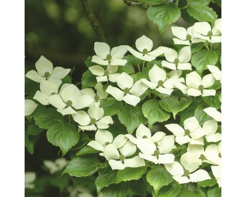 Cornus kousa FloraSelf Cornus kousa 'China Girl' H 100-125 cm Co 18 l