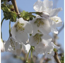 Nahaufnahme von weißen Kirschblüten an einem Ast