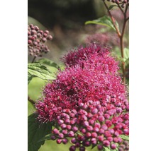Gros plan d''une spirée пурпурная fleurie avec des inflorescences et des feuilles