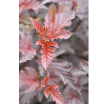 Blasenspiere FloraSelf Physocarpus opulifolius 'Lady in Red' H 80-100 cm Co 10 L
