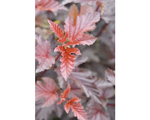 Physocarpe FloraSelf Physocarpus opulifolius 'Lady in Red' H 80-100 cm Co 10 l