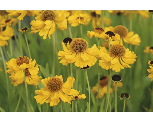 Hélénie de Bigelove FloraSelf Helenium bigelovii 'The Bishop' h 5-20 cm Co 0,5 l Fleurs d''hélénie jaune dans le jardin.