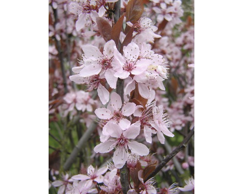 Prunus FloraSelf Prunus cerasifera 'Nigra' demi-tige 125 cm h 150-175 cm Co 18 l