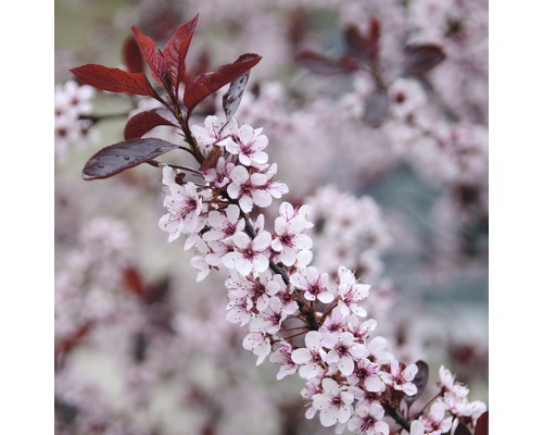 Prunus nain FloraSelf Prunus cistena demi-tige 125 cm H 150-175 cm Co 18 L