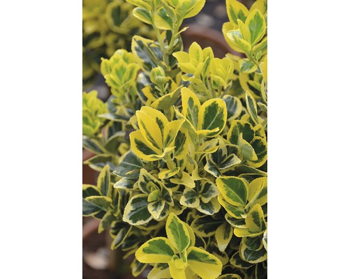 Spindelstrauch FloraSelf Euonymus japonica 'Marieke' Halbstamm 40 cm H 60-100 cm Co 6 L