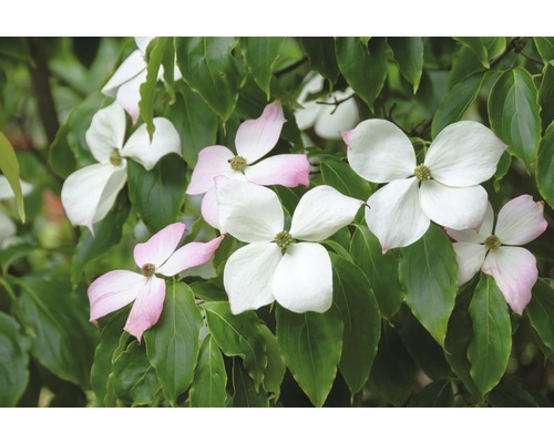 Cornouiller de Chine FloraSelf Cornus kousa 'Teutonia' H 100-125 cm Co 18 L