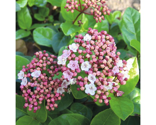 Mittelmeer - Schneeball FloraSelf Viburnum tinus 'Lisarose' H 60-80 cm Co 18 L Blütenstand der Duftenden Schneeball-Art mit rosa Knospen und weißen Blüten